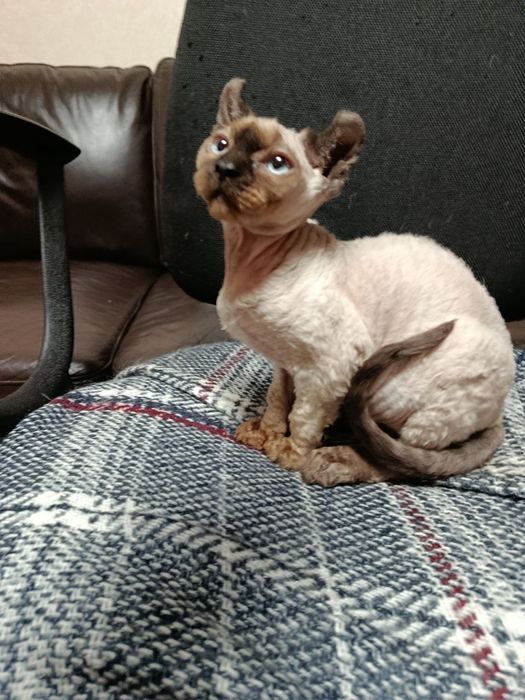 Шикарная девочка эльфийка.