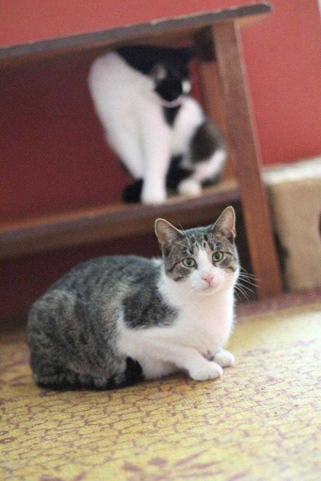 Sopelek tak bardzo prosi o dom!