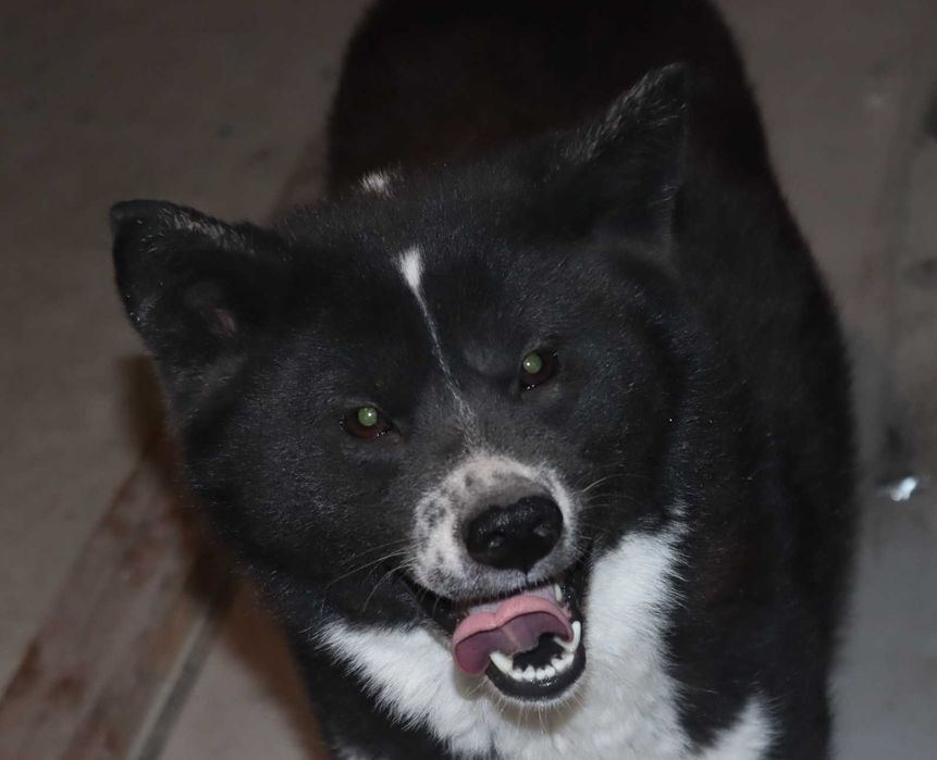 В хорошие руки Акита-инну