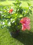 Hibiskus róża chińska