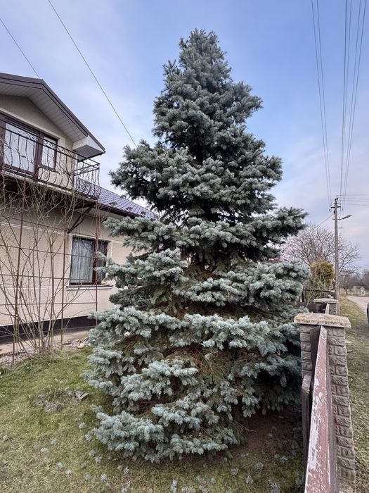 Ялинка 3 м висоти