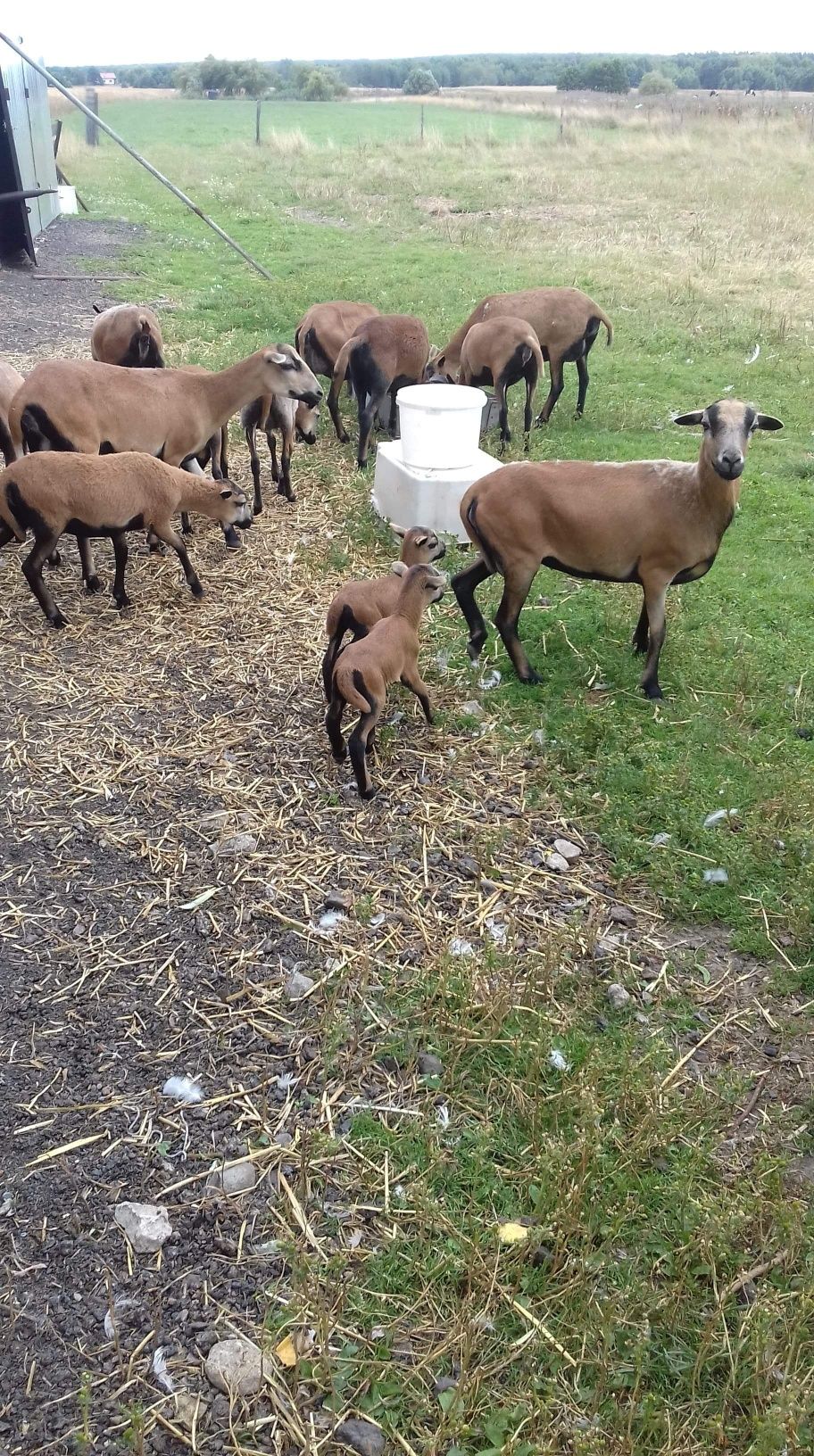 Piękne owieczki kameruńskie