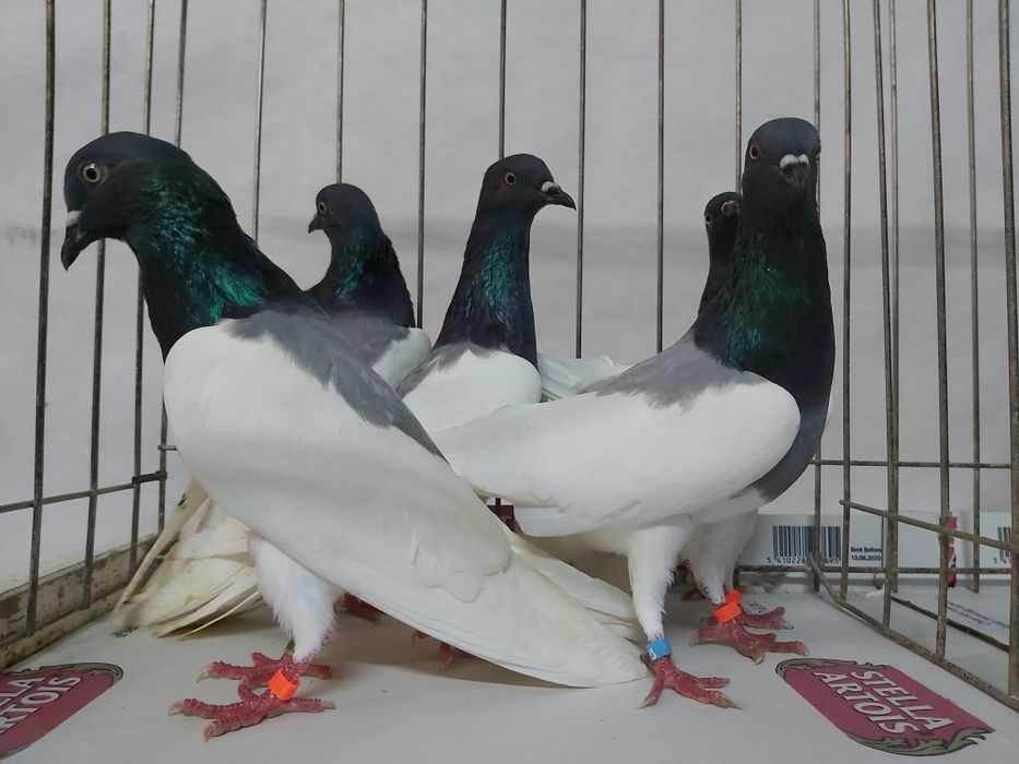 Gołębie Ciemne Murzyny