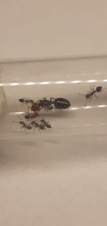 Mrówki  Crematogaster scutellaris