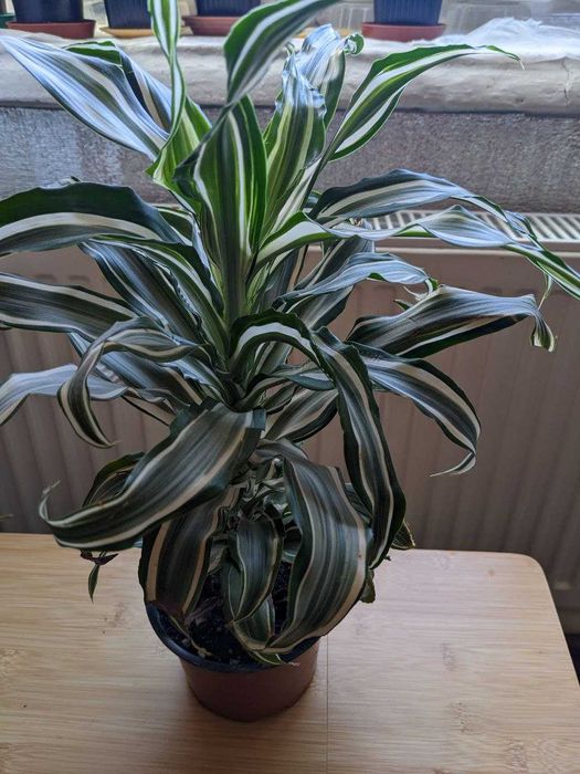 Драцена кімнатна