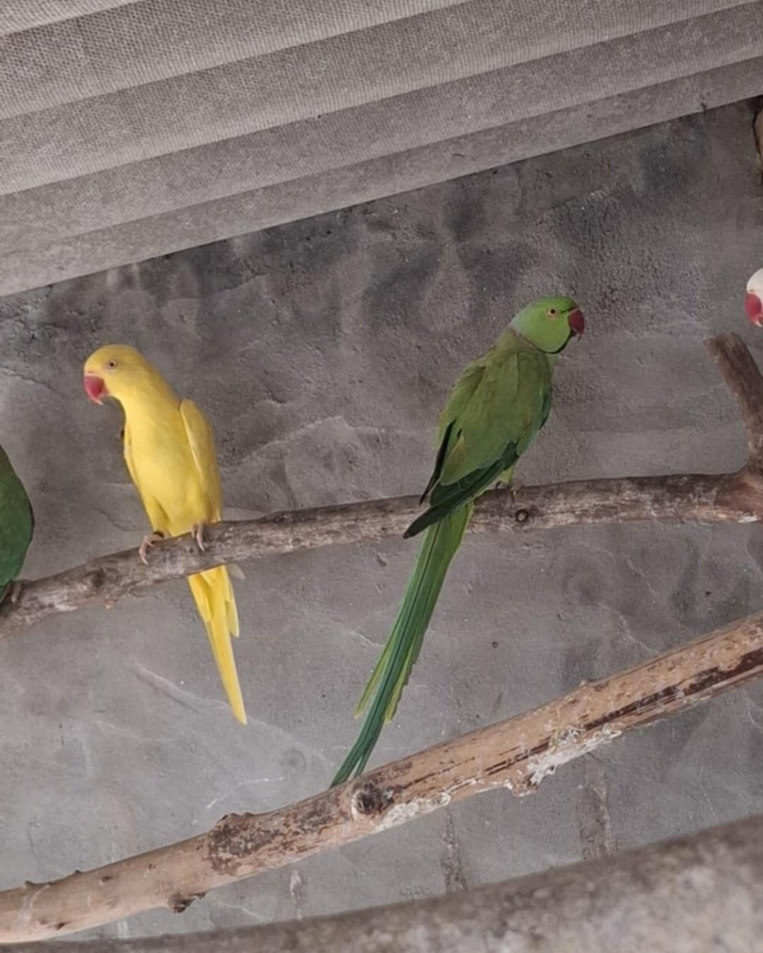 Casal ring necks e 1 de 2025