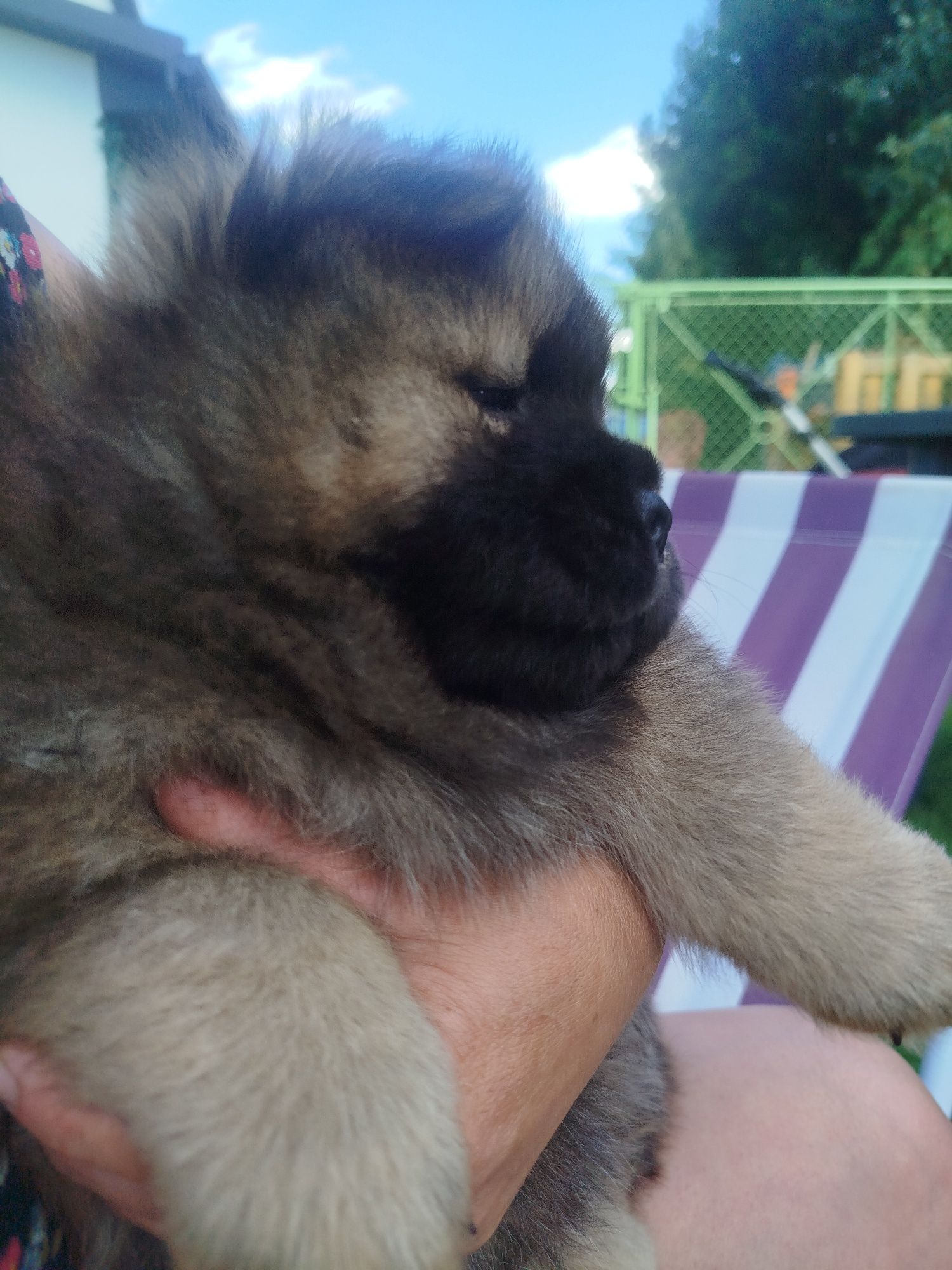 Chow chow FCI rudy piesek