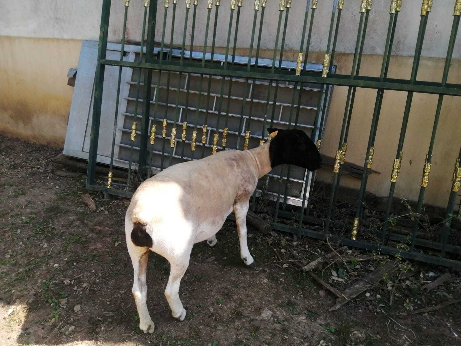 casal de doperes  para mudar de pastos