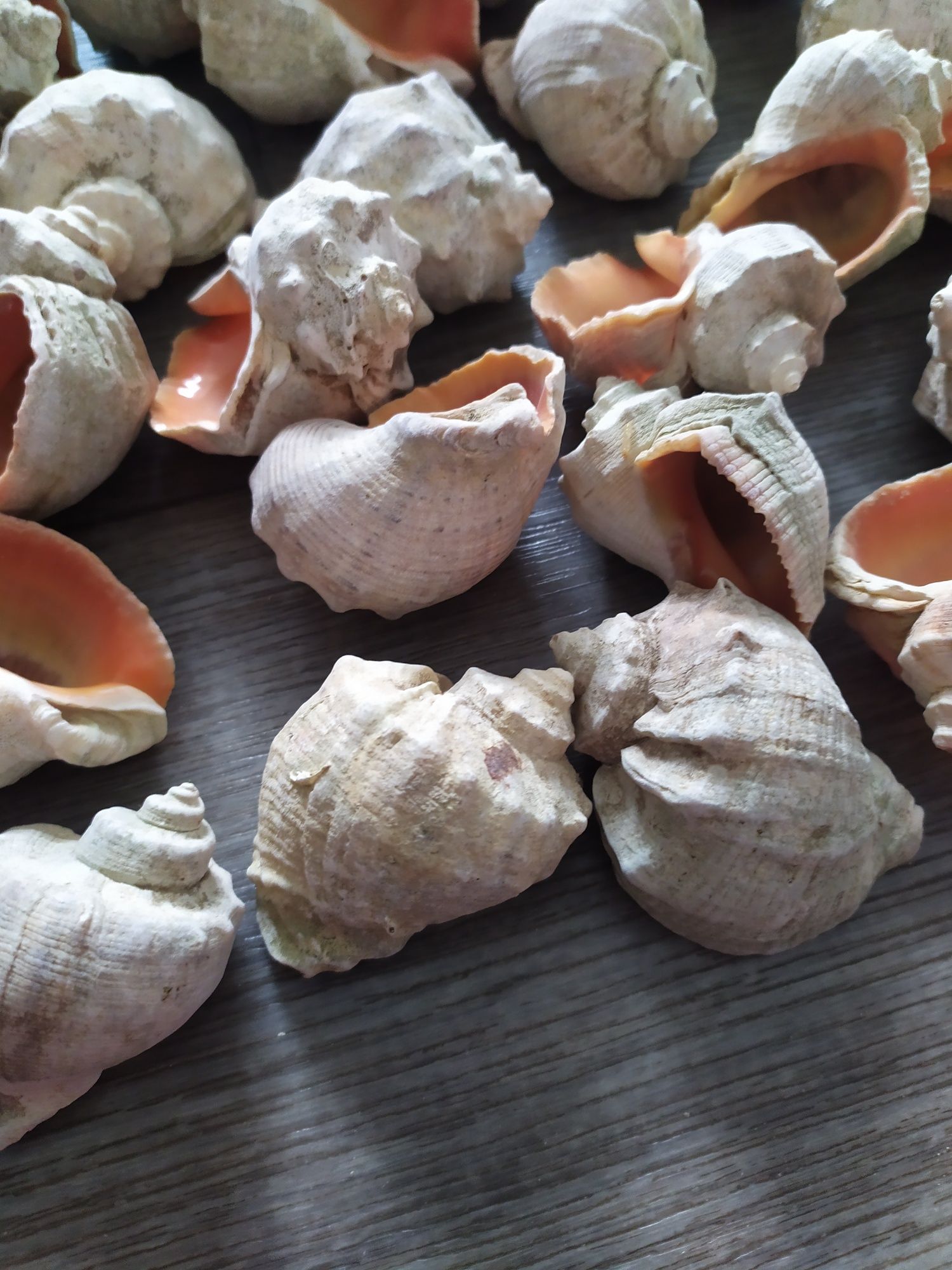 Продаются морские ракушки.30 штук.