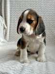 Piękny Beagle Tricolor szuka kochającego domu!