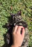 Gatinha Bebé para Adoção