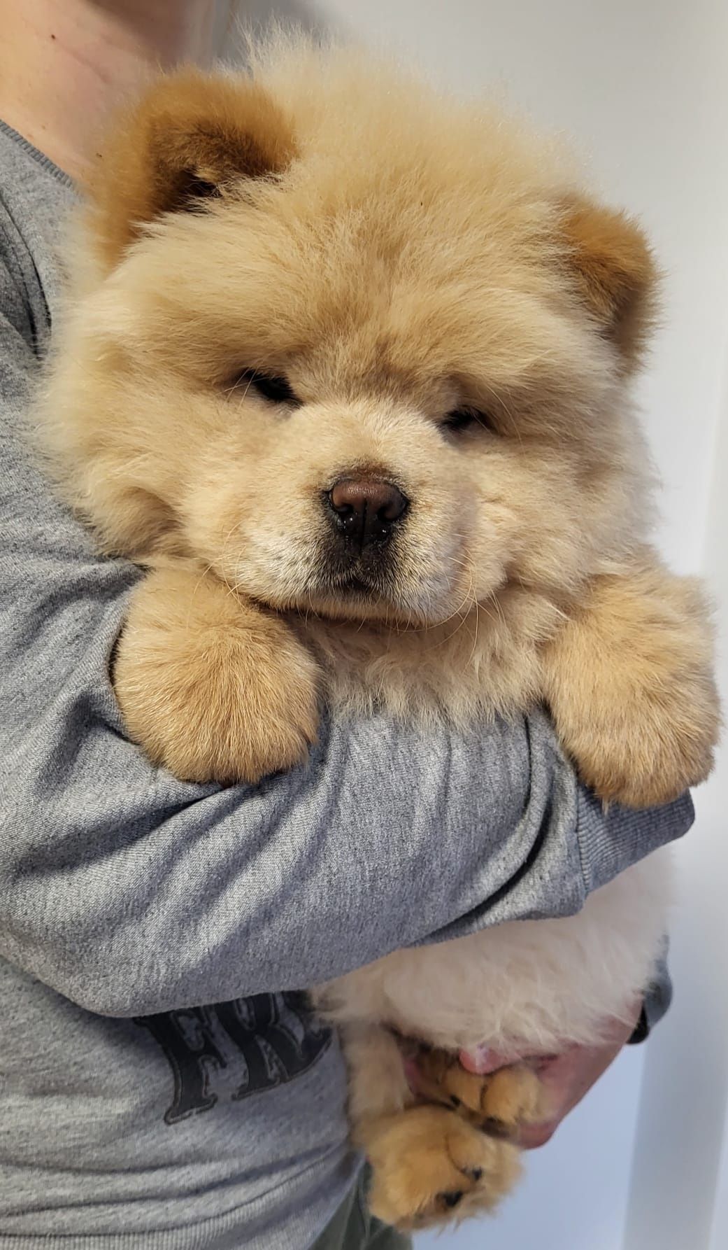 Chow chow piesek,
