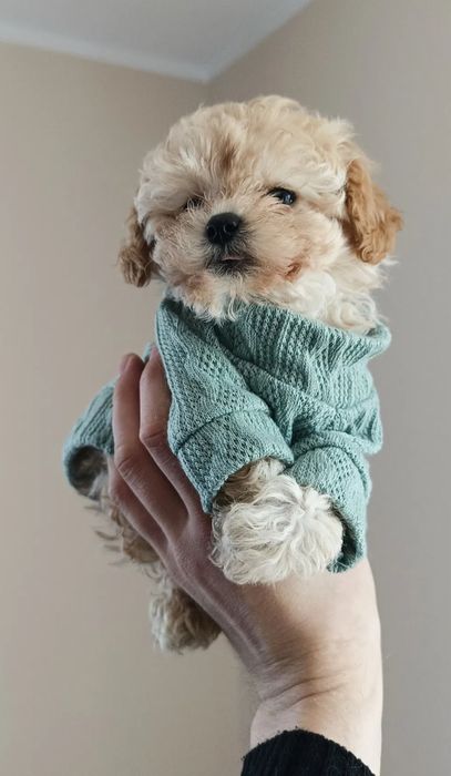 Розкішні Мальтипу Київ, є хлопчики і дівчатка. maltipoo Той Пудель