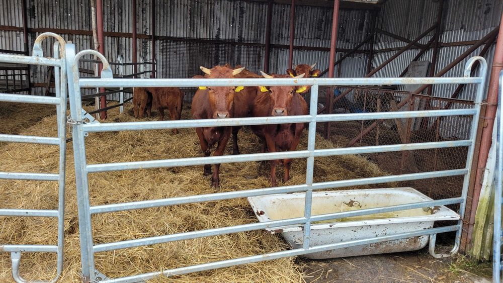 wygrodzenia, panele ogrodzenowe wygrodzeniowe dla bydła mięsnego TEXAS