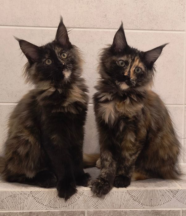 Rodowodowe koteczki Maine Coon
