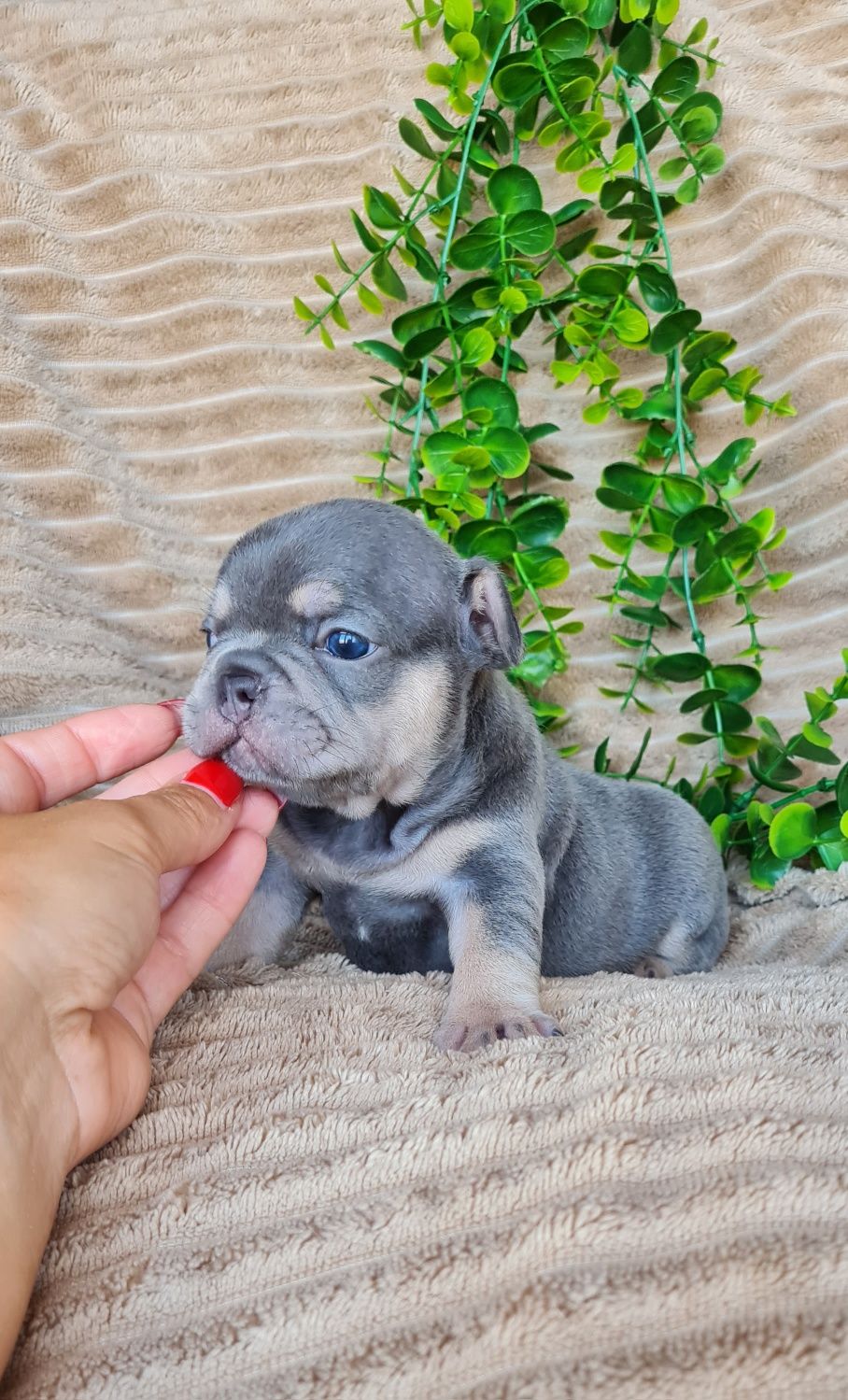 Excecional fêmea Blue Tan Bulldog/Bouledogue Francês de Qualidade
