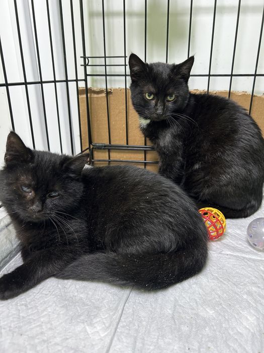 Кошенята котики шукають родини