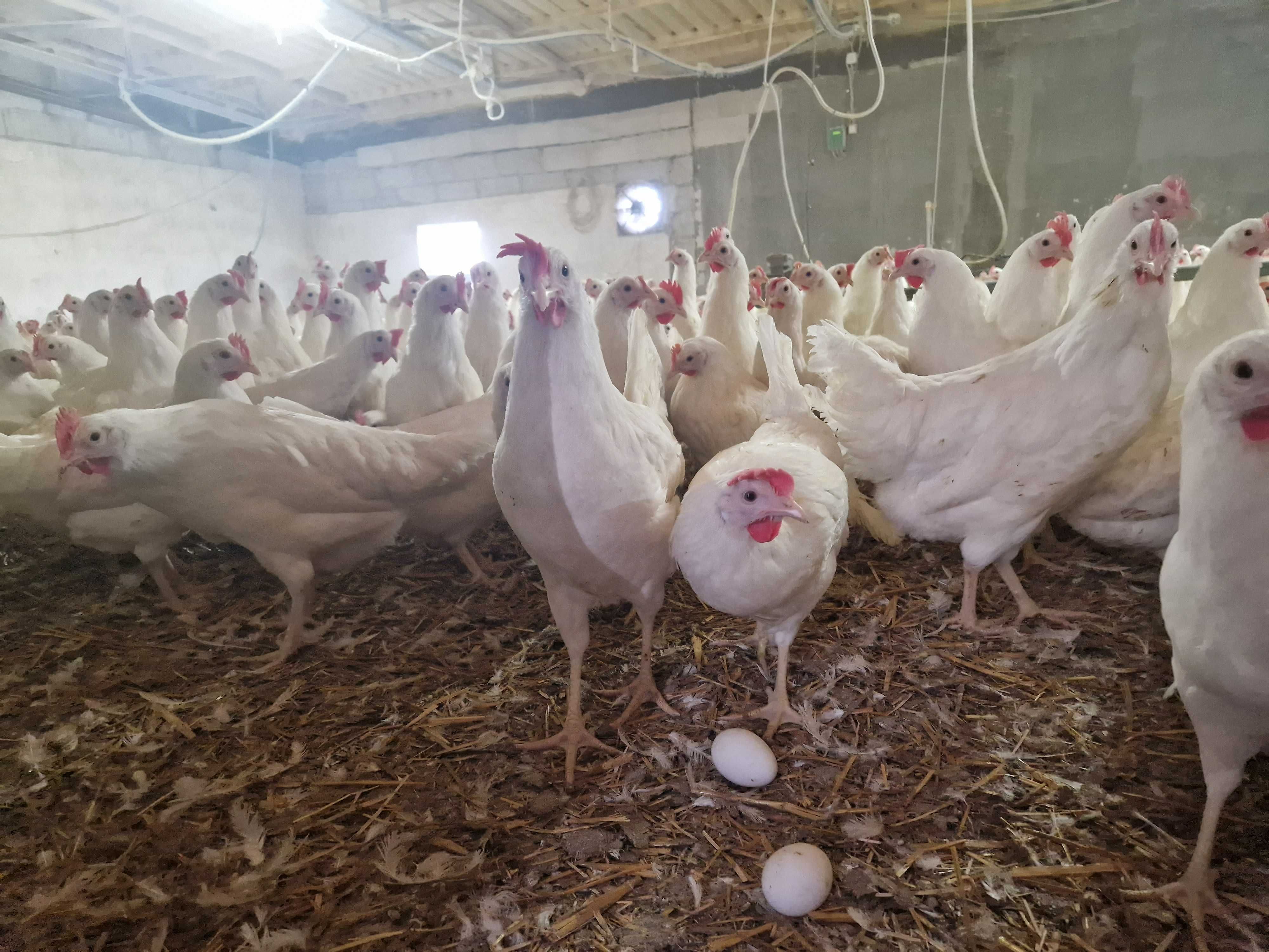 Kurki kokozki nioski odchowane Tetra biała jak leghorn dowóz gratis