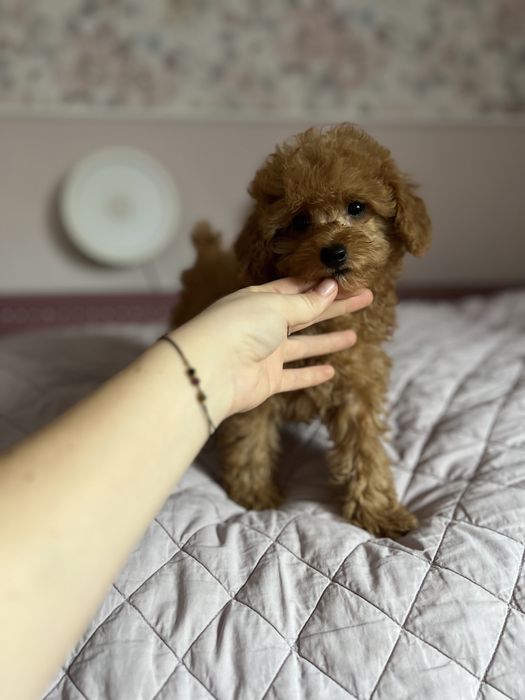 Pudelek toy chłopak gotowy do zmiany domu