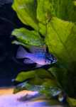 Pielęgniczki Ramireza Blue Knight