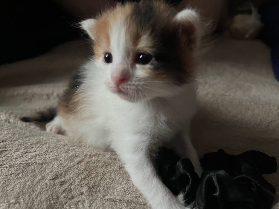 Віддам в хороші руки, кицьку разом з кошенятами