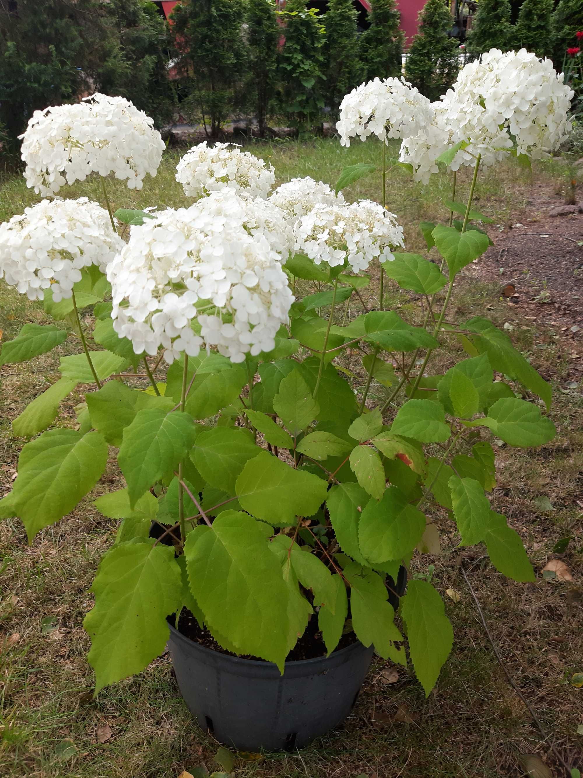 hortensja anabelle