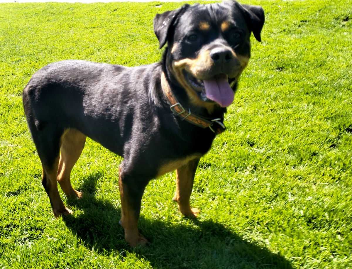Viva - młoda wspaniała suka rottweiler do adopcji