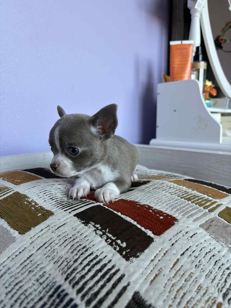 Chihuahua piesek