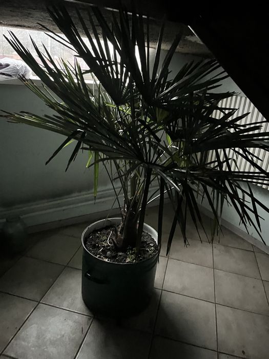 Продам фінікову пальму