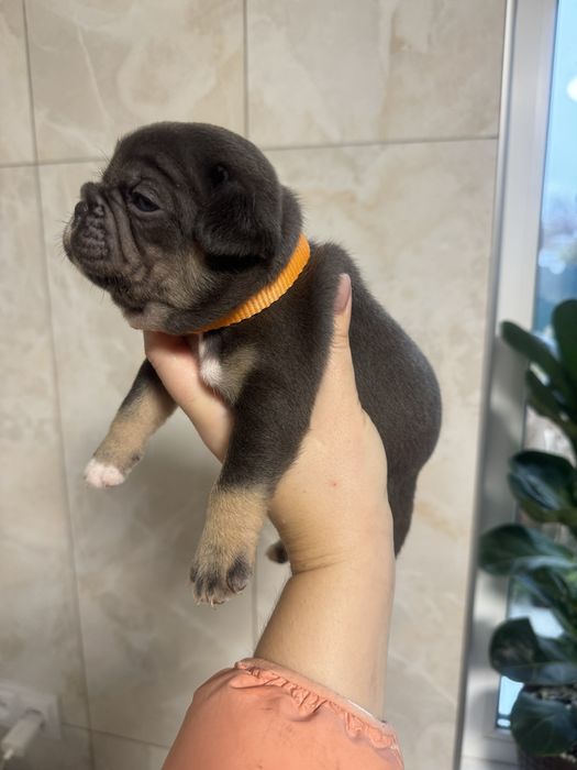 Розкішні блакитні, шоколадні , мерле з підпалом цуценята бульдоги