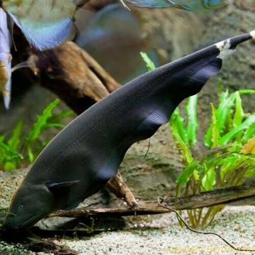 Duch amazoński brazylijski (Apteronotus albifrons) WYSYŁKA AKWAWIN