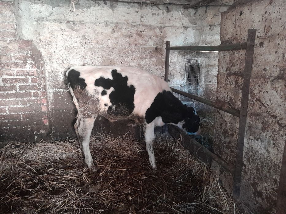 Byczek biało czarny