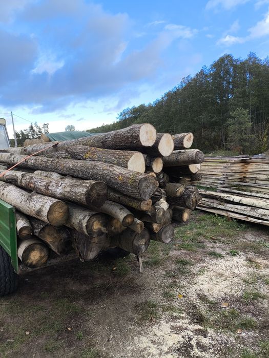 Sprzedam drewno Topola Osika