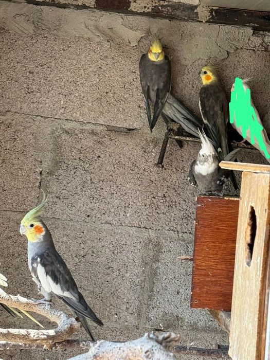 Vendo caturras valor por ave