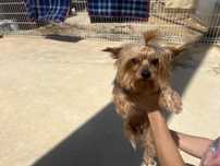 Yorkshire terrier femea