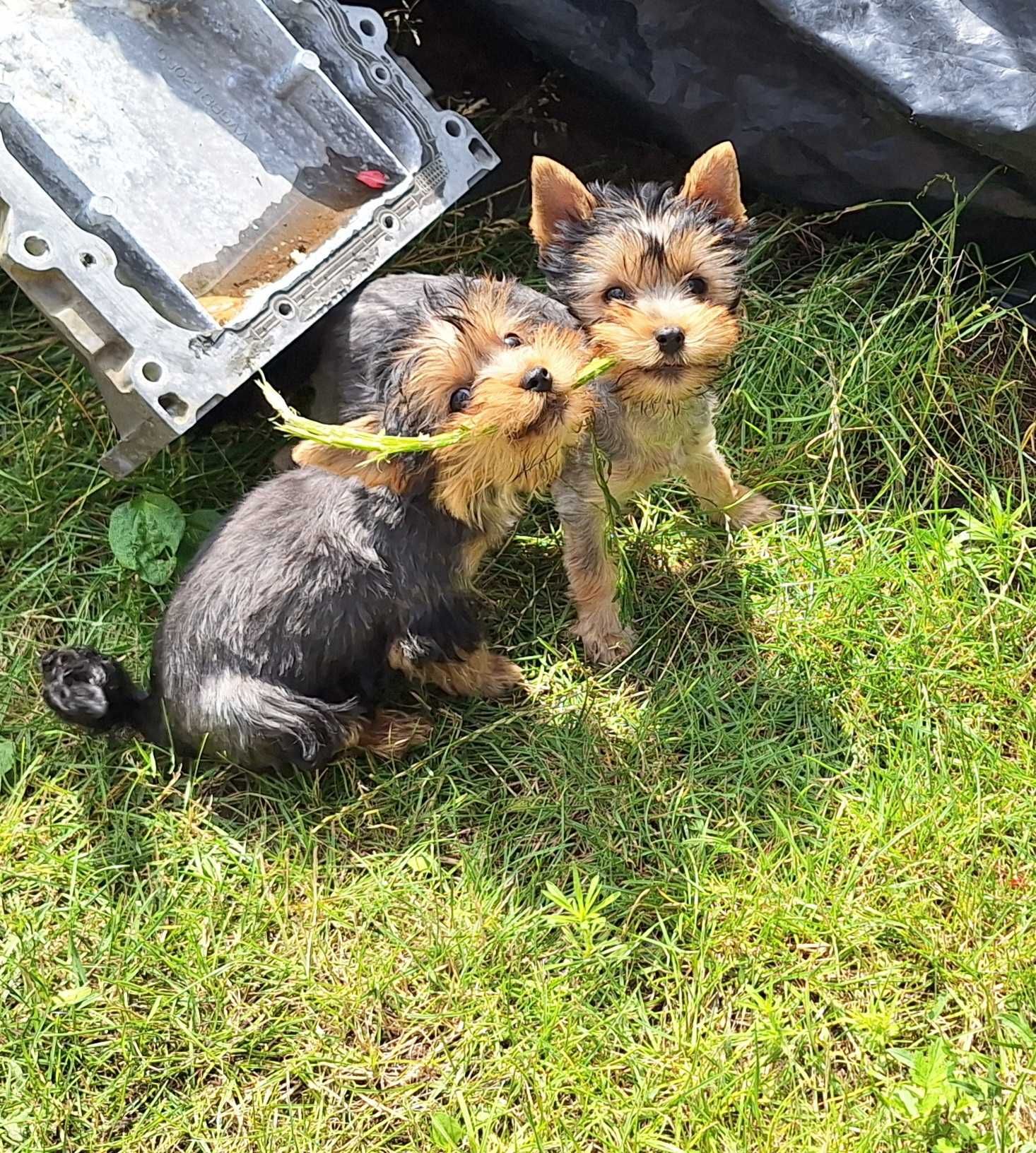 York , Yorkshire Terrier
