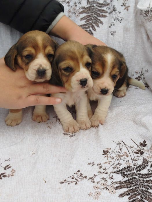 Beagle suczka tel.-5.7.5.3.0.2.0.3.9.