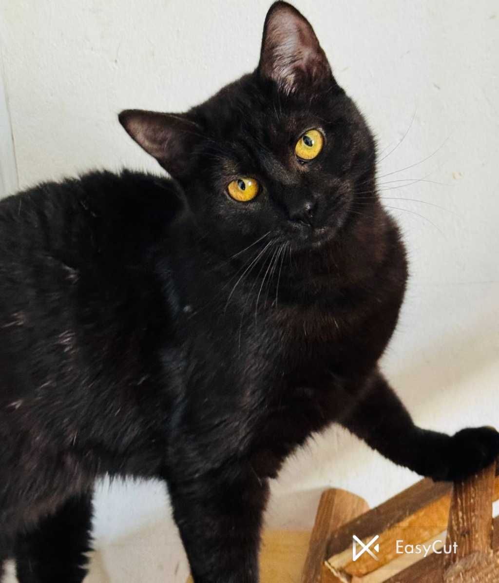 Кіт кот котик 1 рік чорний хлопчик красивий даром бесплатно