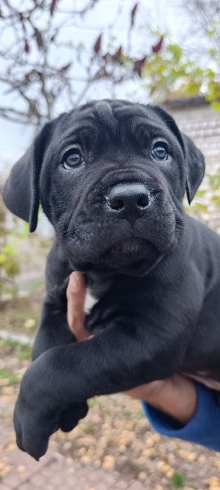 Цуцинята Кане-Корсо