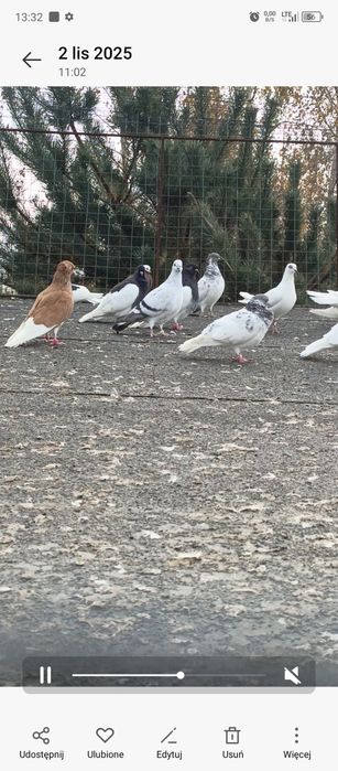 Gołębie z lotu 21 sztuk