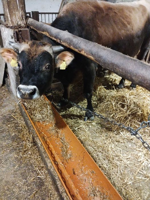 Sprzedam Byki Jersey