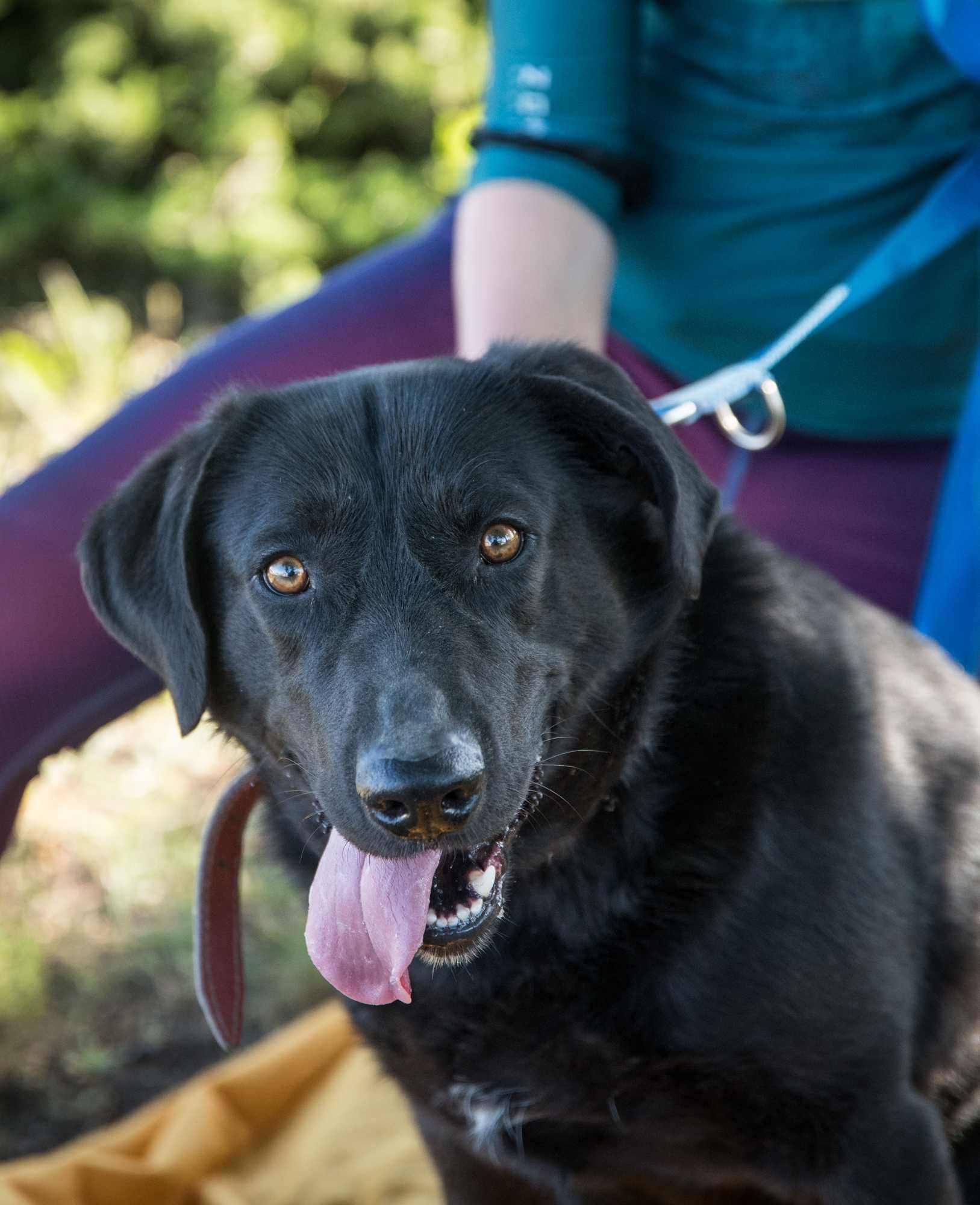 Oskar – energiczny 3-letni labrador szuka doświadczonego opiekuna