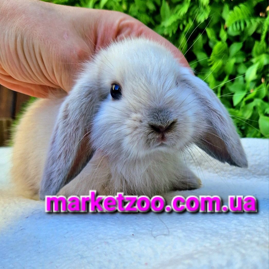 Мини кролик вислоухий баранчик mini lop сиамский карликовые кролики