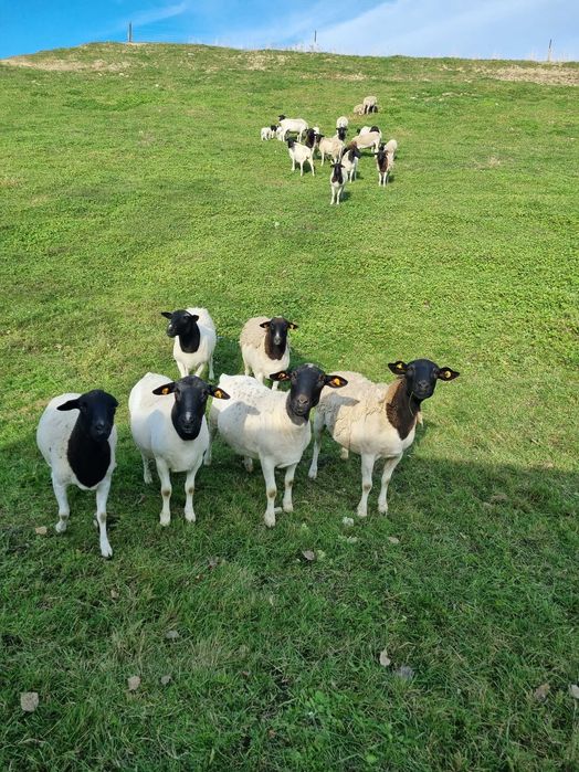 Owieczki dorper 100%