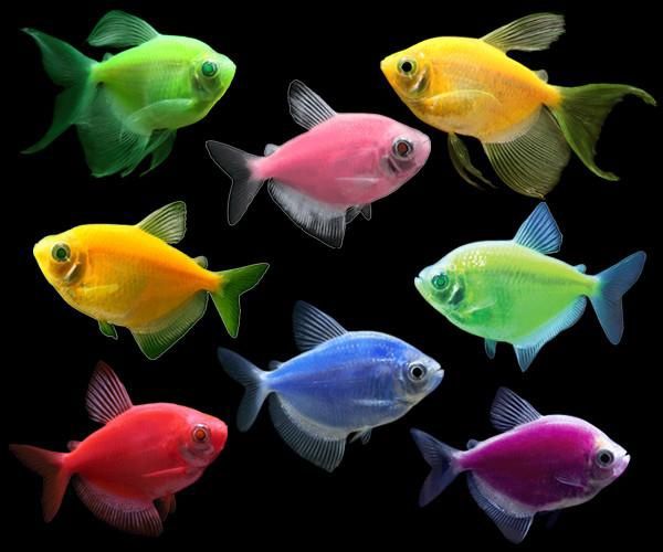 Тернеция. Аквариумные рыбки. GLOfish