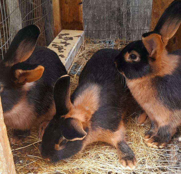 Продаю Кролик Рекс голубой, Новозеландский  Красный, Белый,чорноогнен