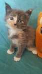 Kotka Maine Coon