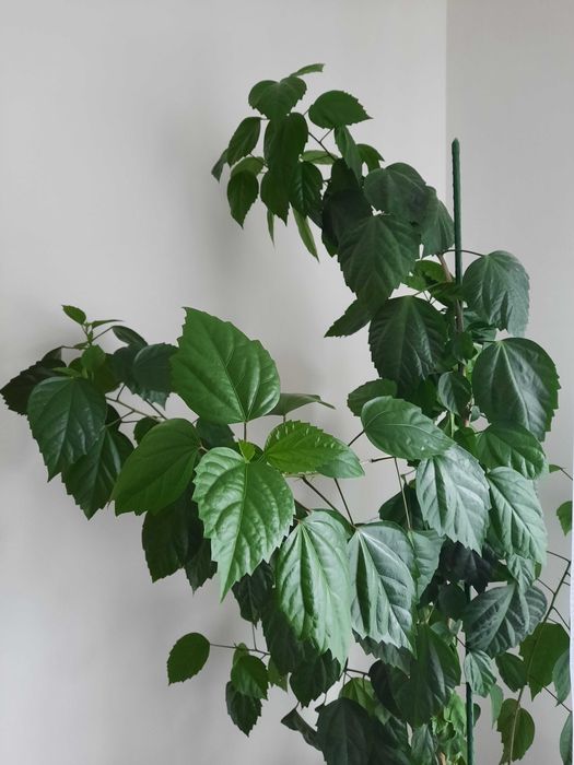 Китайська рожа і гібіскус кімнатна