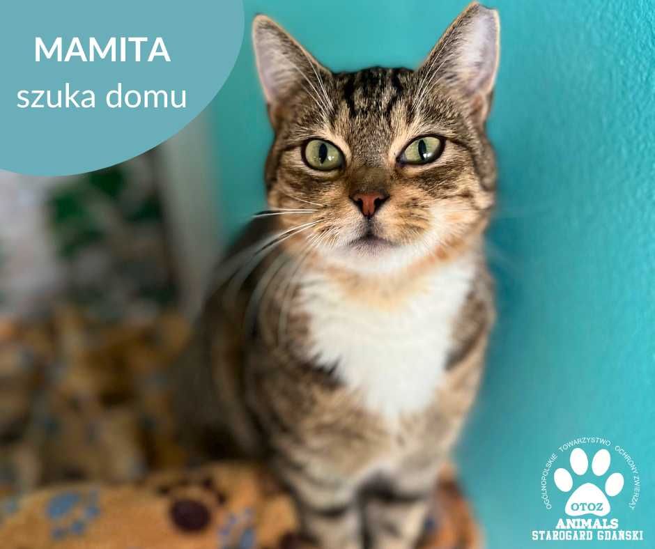 Urocza kotka Mamita szuka domu