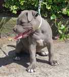 American staffordshire terrier .Suczka.